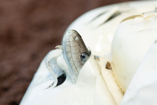 The feared black mamba (Dendroaspis polylepis) hatching from the egg - Africa&rsquo;s gorgeous but deadly venomous snake