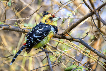 Crested Barbet (Trachyphonus vaillantii) perched in bush, Kruger National Park, South Africa,