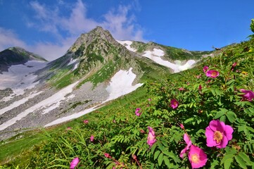 Fototapeta premium 立山アルパイン ハイキング