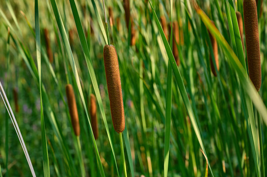 Cattail(Typha angustifolia) in marshy habitat.