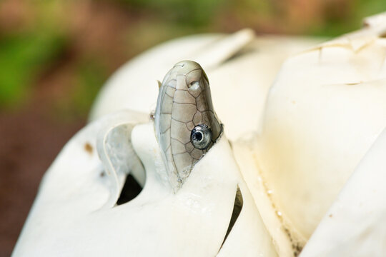 The feared black mamba (Dendroaspis polylepis) hatching from the egg - Africa&rsquo;s gorgeous but deadly venomous snake