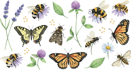 Pollinator insects and wildflowers collection with bees butterflies moths lavender clover and daisy botanical nature vector illustration set © ISMOTARA