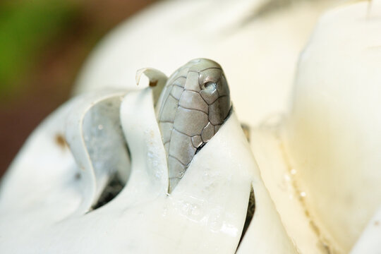 The feared black mamba (Dendroaspis polylepis) hatching from the egg - Africa&rsquo;s gorgeous but deadly venomous snake