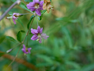 Obraz premium Perennial deciduous prickly shrub Lycium barbarum in wild.