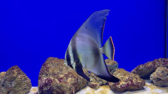 Underwater longfin batfish swimming near natural rocks against clear blue background
