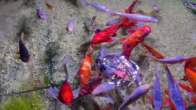 Diverse group of colorful ornamental fish swimming together actively in clear water over a natural textured bottom