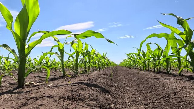 Spraying corn against weeds. Crop sprayer working on a corn field, slow motion. Spring day landscape, rural scene. The tractor and the sprayer protect the corn from weeds to the increase crop yield