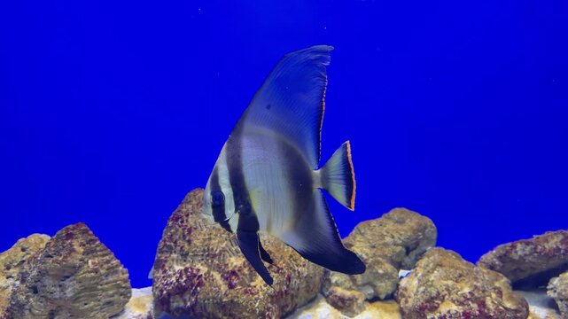 Marine batfish swims among sand and rocks in blue aquarium