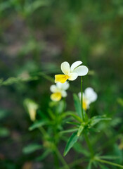 Small delicate white-yellow flower field violet(Viola arvensis) on a green background.