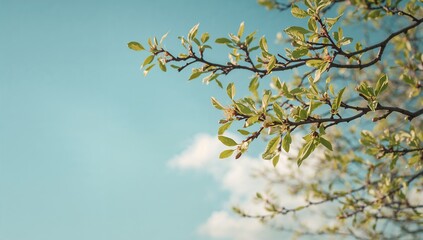 Showing sunlit deciduous branch reaching diagonally in park, with green buds and leaves, copy space