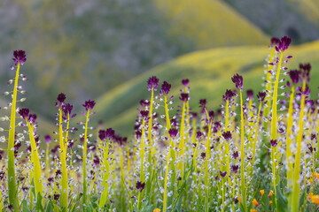 Naklejka premium Carrizo