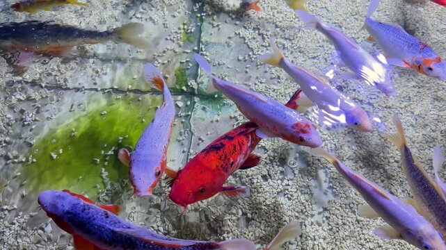 Colorful diverse fish swimming actively in clear pond water
