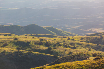 Naklejka premium Carrizo