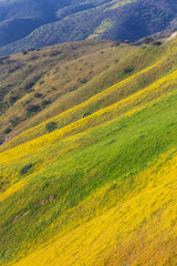 Naklejka premium Carrizo