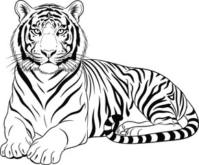 Obraz premium Tiger Wild Animal Line Art Illustration with Detailed Stripes and Majestic Big Cat Pose Representing Wildlife, Predator and Nature Vector Design