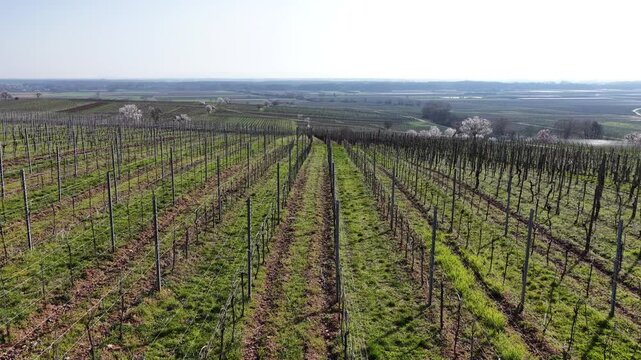 Aerial view of vineyard rows creating linear patterns with alternating textures of soil and grass, Mittelwihr, Grand Est, France.