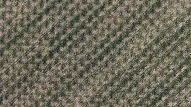 Aerial view of parallel rows of vineyard crops creating a textured pattern across the landscape, Mittelwihr, Grand Est, France.