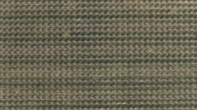 Aerial view of vineyard rows stretching across the landscape displaying a geometric pattern of alternating textures and tones, Mittelwihr, Grand Est, France.