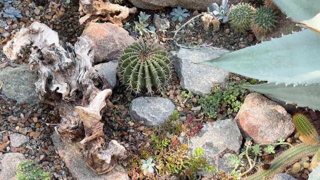 Green succulent cactus plants, agave, and dry wood thriving among rocks in an arid desert garden