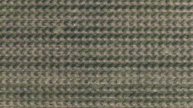 Aerial view of neatly aligned rows of vineyards stretching across the landscape, creating a textured pattern of green against the soil, Mittelwihr, Grand Est, France.