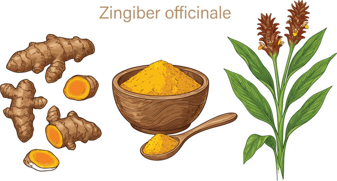 Ginger root and turmeric powder in wooden bowl with plant illustration, zingiber officinale botanical drawing, organic spice and herbal medicine, healthy seasoning.