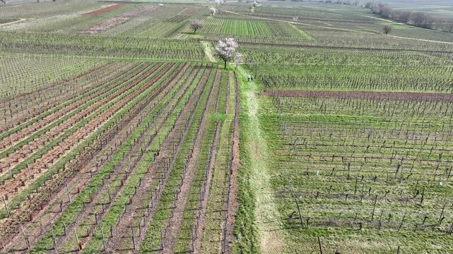 Aerial view of vineyard rows contrasting with green grass and bare earth, all under a soft, diffused light, Mittelwihr, Grand Est, France.