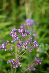 Fototapeta premium Close up view of pink of blooming oregano(Origanum vulgare).