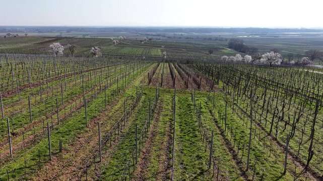 Aerial view of vineyards with rows of vines and blossoming trees creating a beautiful contrast against the land, Mittelwihr, Grand Est, France.