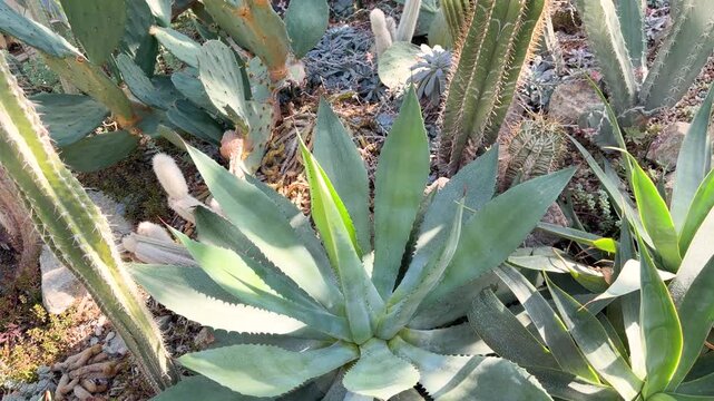 Close up of various desert plants thriving under natural sunlight