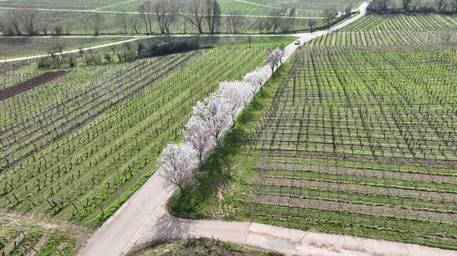 Aerial view of patterned vineyard rows contrasted by a line of flowering trees along a road, casting shadows on the lush fields, Mittelwihr, Grand Est, France.