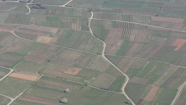 Aerial view of patchwork vineyards divided by pale winding roads, creating a textured landscape of agriculture, Mittelwihr, Grand Est, France.