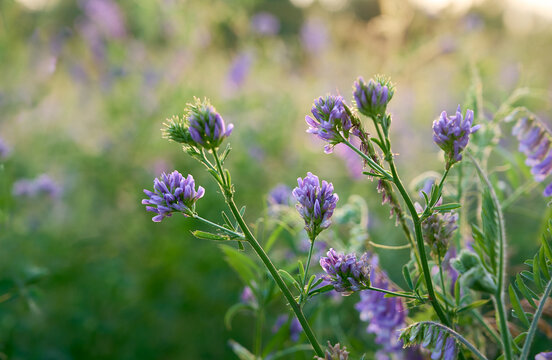Flowering purple alfalfa (Medicago sativa) plant on green field.