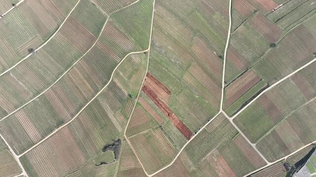 Aerial view of a stunning vineyard landscape, with neatly organized rows of vines creating a beautiful patchwork pattern, Mittelwihr, Grand Est, France.