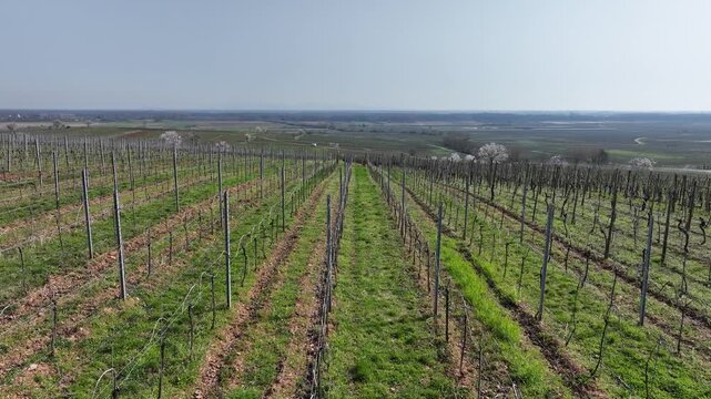 Aerial view of rows of vines creating geometric patterns with contrasting green grass and brown earth in Mittelwihr, Grand Est, France.