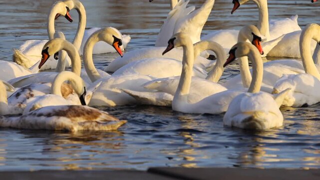 Slow motion swans swimming on the Dnipro River at sunrise near Obolon in Kyiv. Soft morning light, calm water and graceful birds create a peaceful natural scene.