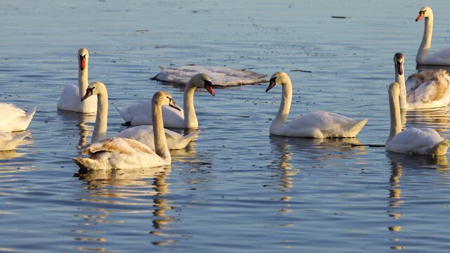 Slow motion swans swimming on the Dnipro River at sunrise near Obolon in Kyiv. Soft morning light, calm water and graceful birds create a peaceful natural scene.