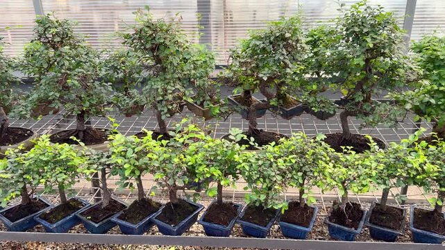 Potted bonsai trees arranged in rows inside a greenhouse