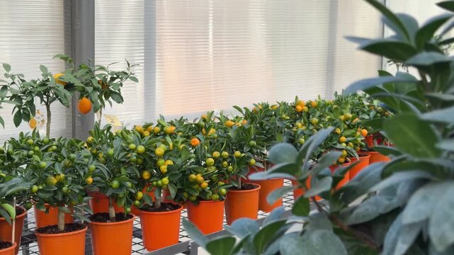 Rows of small citrus trees bearing fruit inside a greenhouse