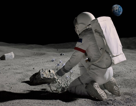 Curious astronaut in white space suit kneeling on gray moon surface picking imaginary flower creating ambiguity from back view with distant earth driving exploration