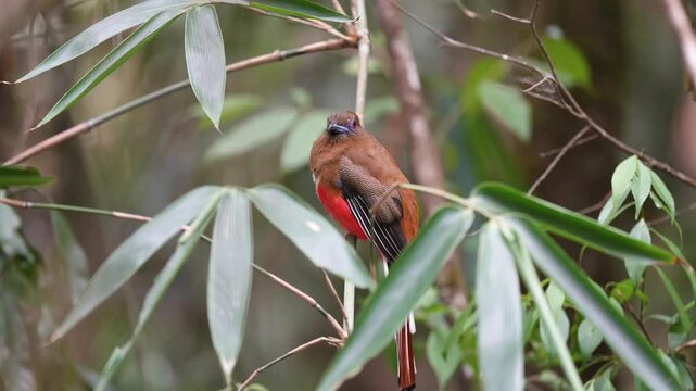 Red-naped Trogon (Harpactes kasumba) perch on branch. Bird watching in natural habitats in the forest.
