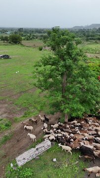 4k Drone view of Sheep's Walking towards countryside in green field in India