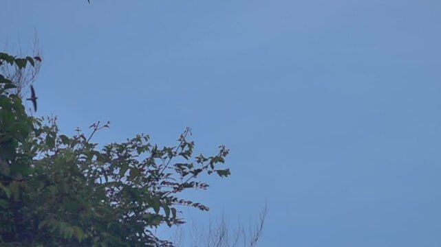 The flight of the great swifts (Apus melba) and fork-tailed swift (Apus pacificus). India. Slow motion
