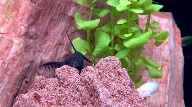 Albino Corydoras Swimming Around Hiding Catfish in Aquarium