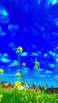 Beautiful Yellow Canola Flowers in Bloom &ndash; Nature Background

