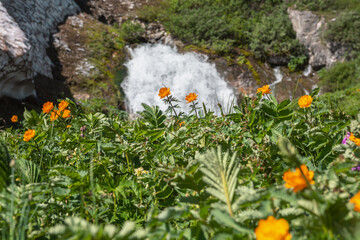 Vivid orange lush flowers bloom among grasses overlooking big waterfall flows from rock under glacier in sunny day. Flowering grassy meadow against large spring stream under snow cornice in bright sun © Daniil