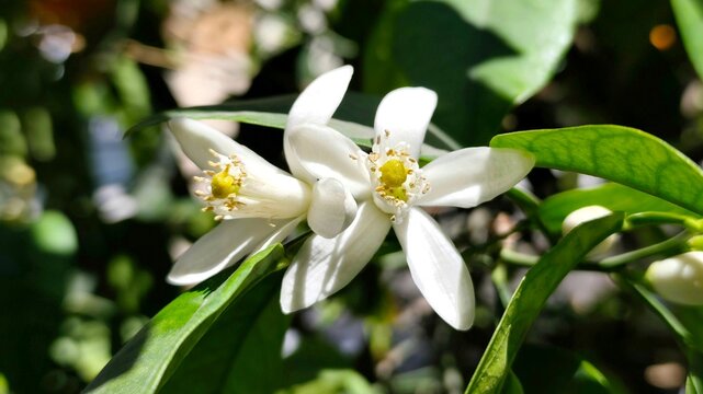 Bitter orange: a hybrid citrus tree, its botanical name is Citrus aurantium.