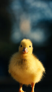Patito, amarillo, pelusa, suave, contraluz, brillo, dorado, plum&oacute;n, tierno, peque&ntilde;o, cr&iacute;a, naturaleza, borde, muelle, madera, sol, ma&ntilde;ana, calidez, paz, tranquilidad, reflejo, agua, desenfoque, bokeh,