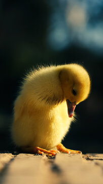 Patito, amarillo, pelusa, suave, contraluz, brillo, dorado, plum&oacute;n, tierno, peque&ntilde;o, cr&iacute;a, naturaleza, borde, muelle, madera, sol, ma&ntilde;ana, calidez, paz, tranquilidad, reflejo, agua, desenfoque, bokeh,