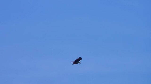The white-bellied sea eagle (Haliaeetus leucogaster) hovers over the South China Sea. Slow motion