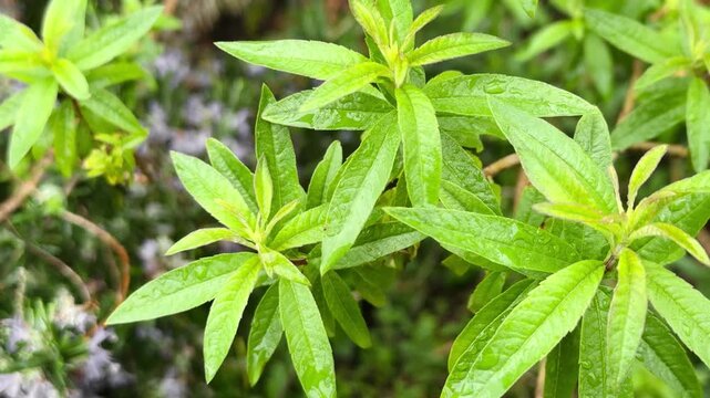 Lemon Verbena Aloysia Citrodora Wet Green Leaves With Raindrops, Herb Garden Macro Shot
